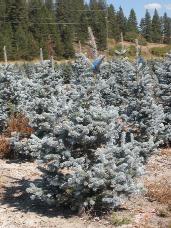 Colorado Spruce